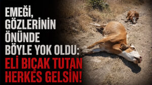 Emeği, gözlerinin önünde böyle yok oldu: Eli bıçak tutan herkes gelsin!